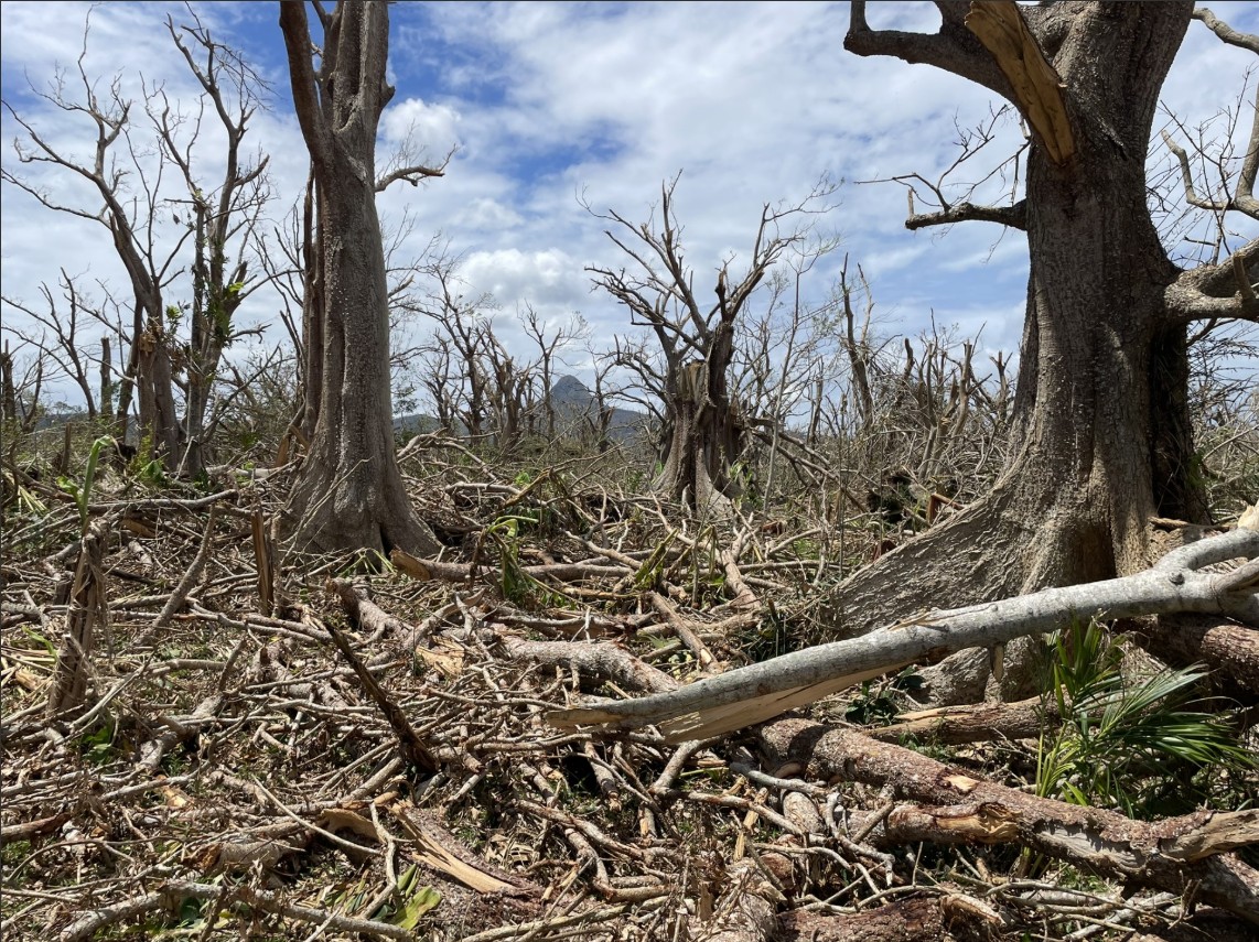 Arrière-mangrove de la Baie de Bouéni, 10 jours après le cyclone Chido - GEPOMAY ©